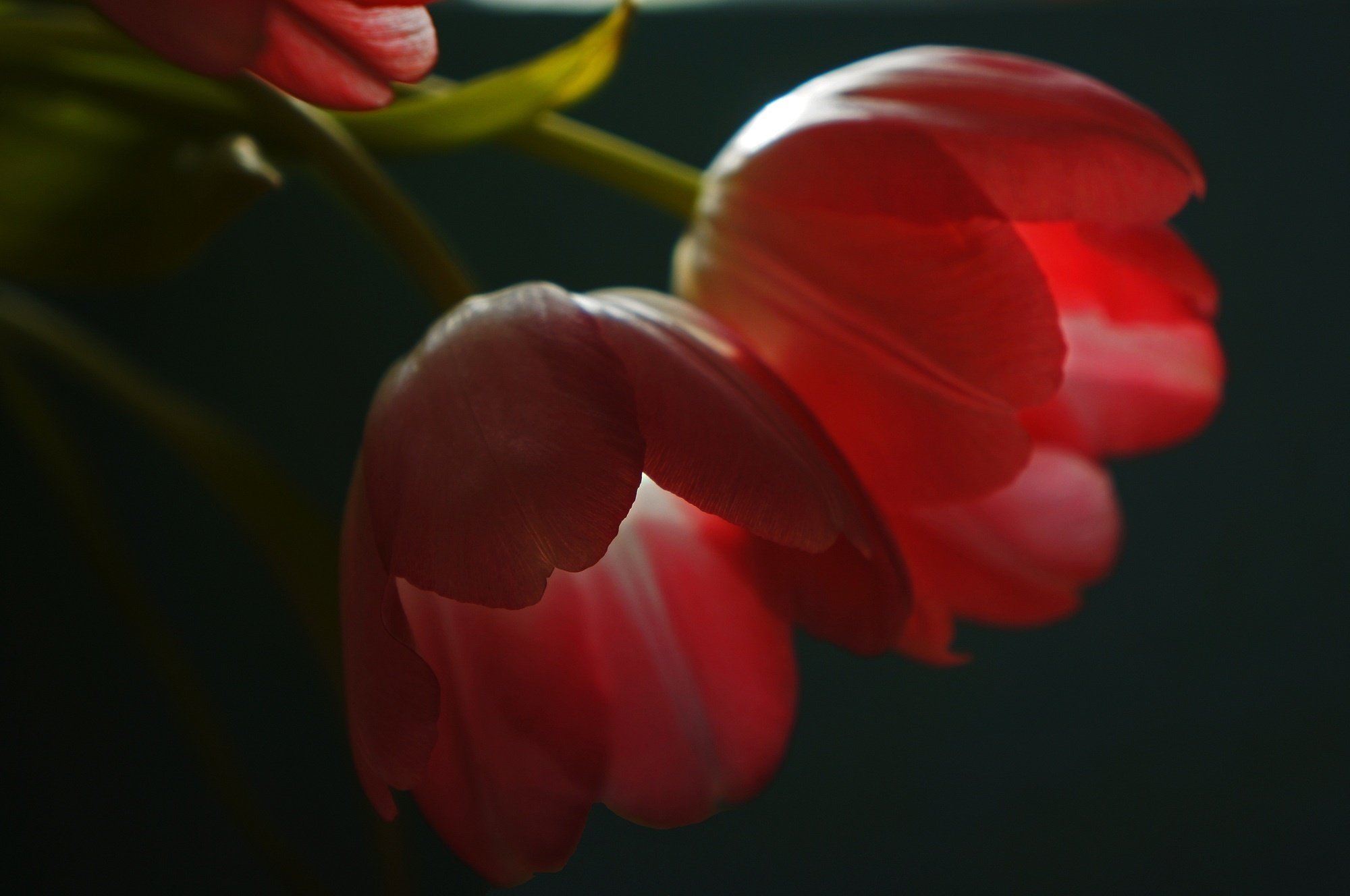 tulips, Red, Petals, Macro Wallpaper
