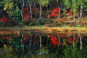 trees, Forest, Reflection, Lake, Autumn