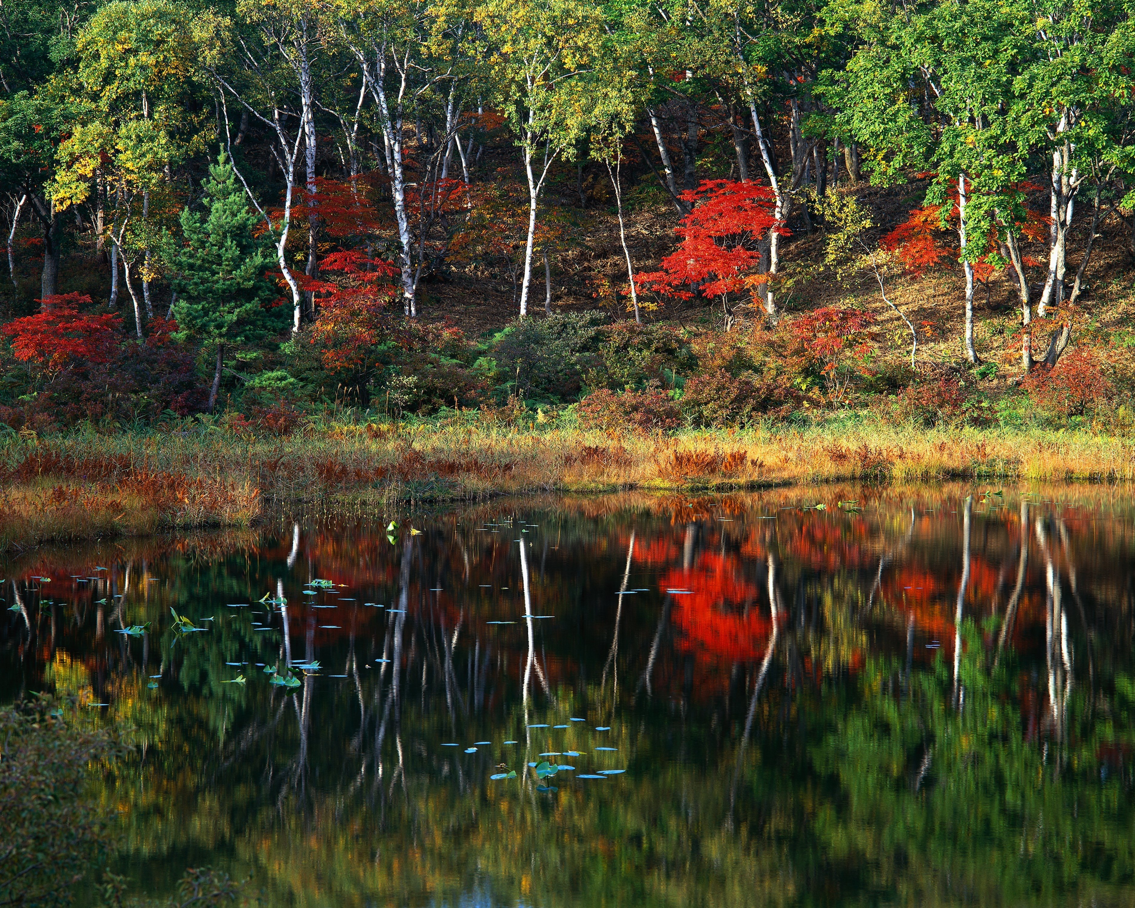 trees, Forest, Reflection, Lake, Autumn Wallpaper