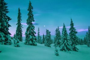 winter, Snow, Trees, Rasvet