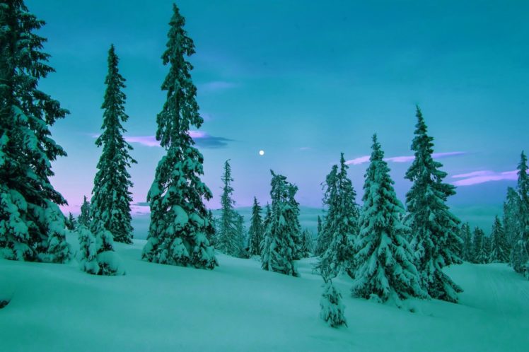 winter, Snow, Trees, Rasvet HD Wallpaper Desktop Background