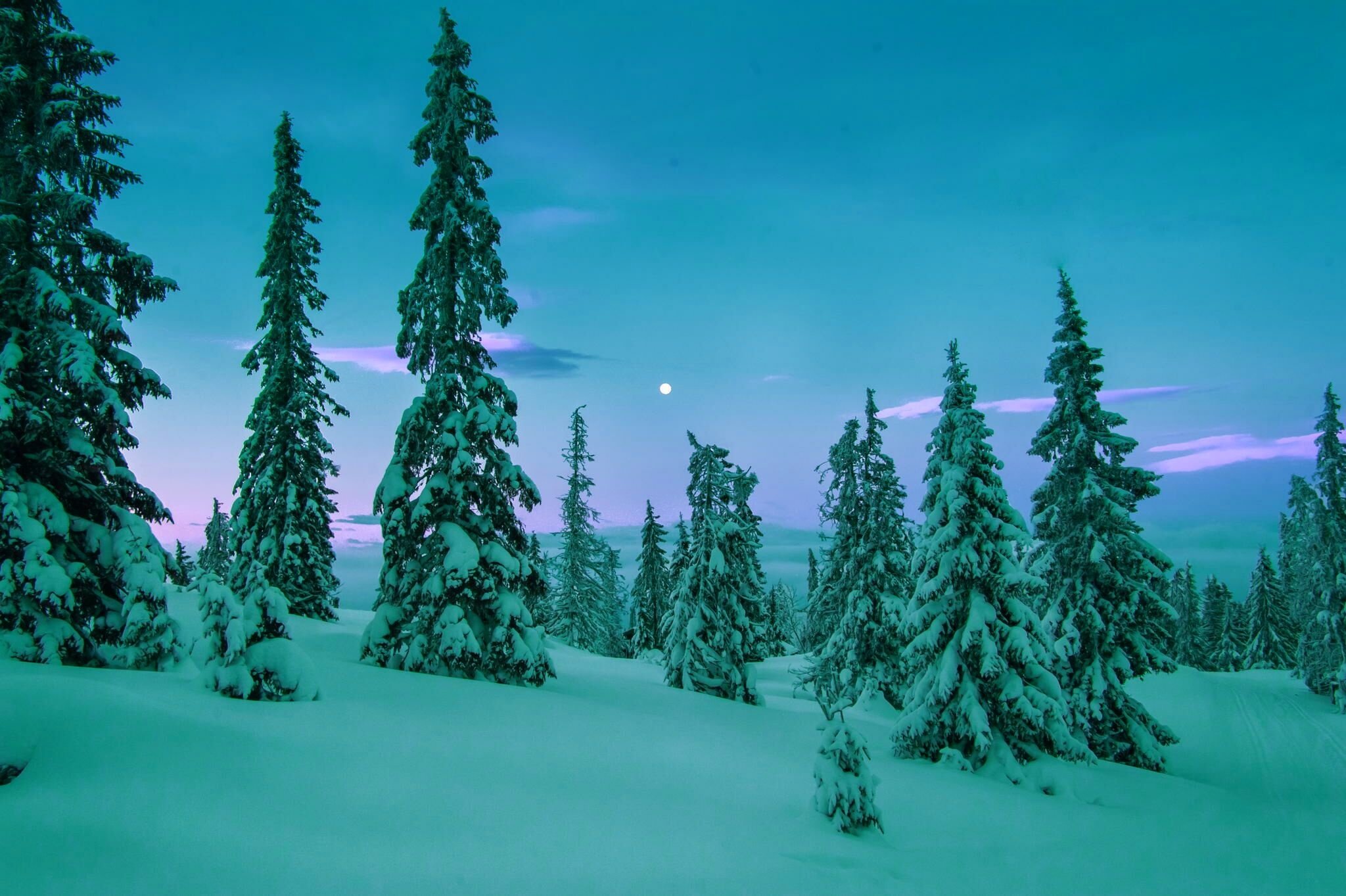 winter, Snow, Trees, Rasvet Wallpaper
