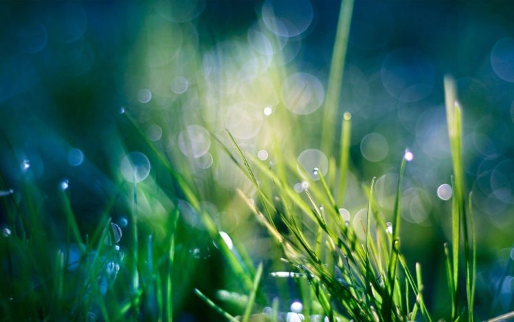 green, Nature, Grass, Heaven, Bokeh, Water, Drops, Macro, Dew HD Wallpaper Desktop Background