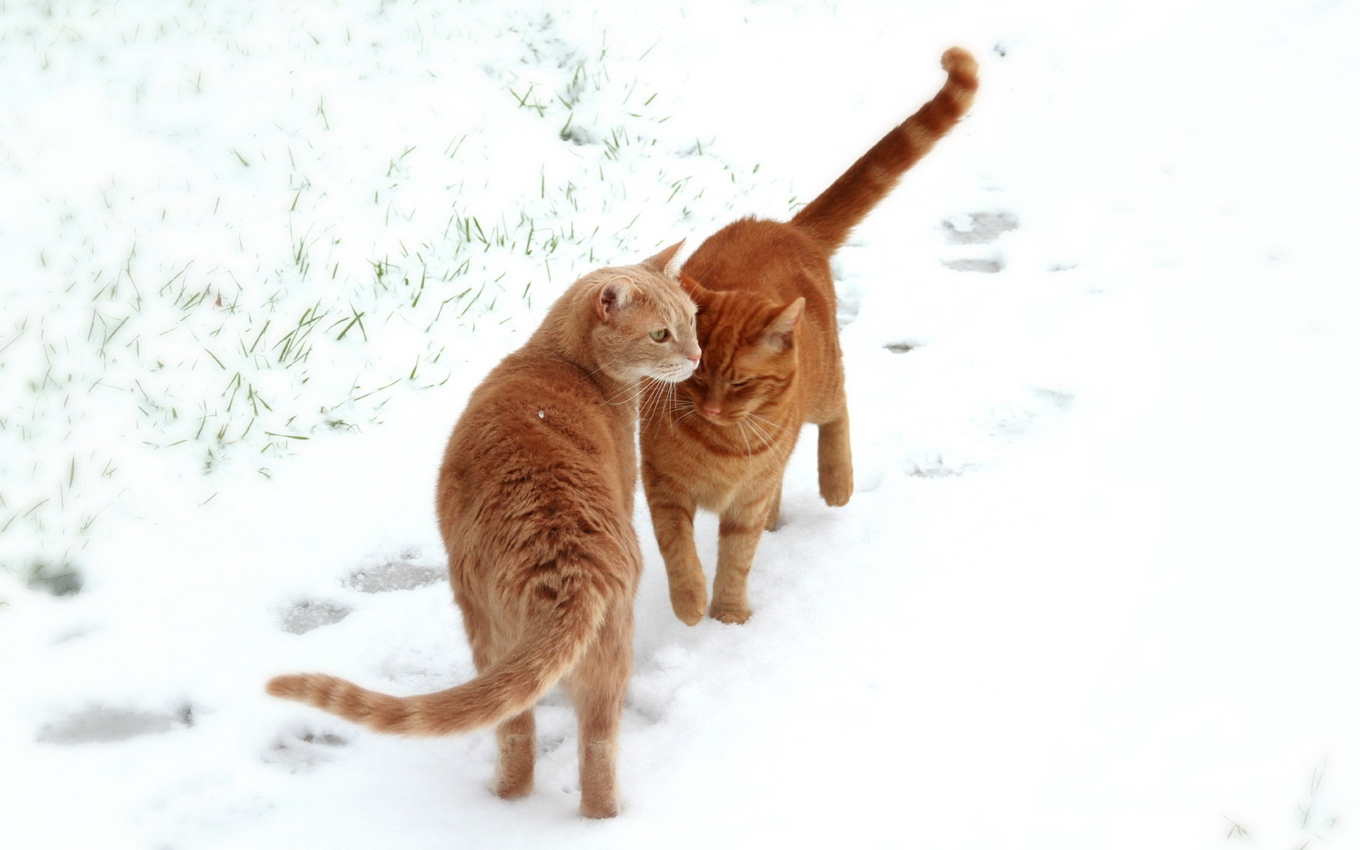 winter Wallpaper