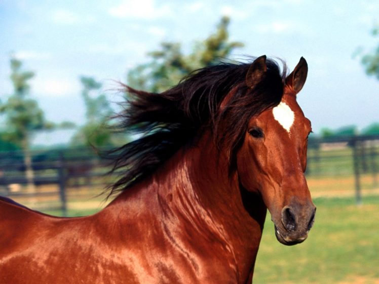 horses, Andalusian HD Wallpaper Desktop Background
