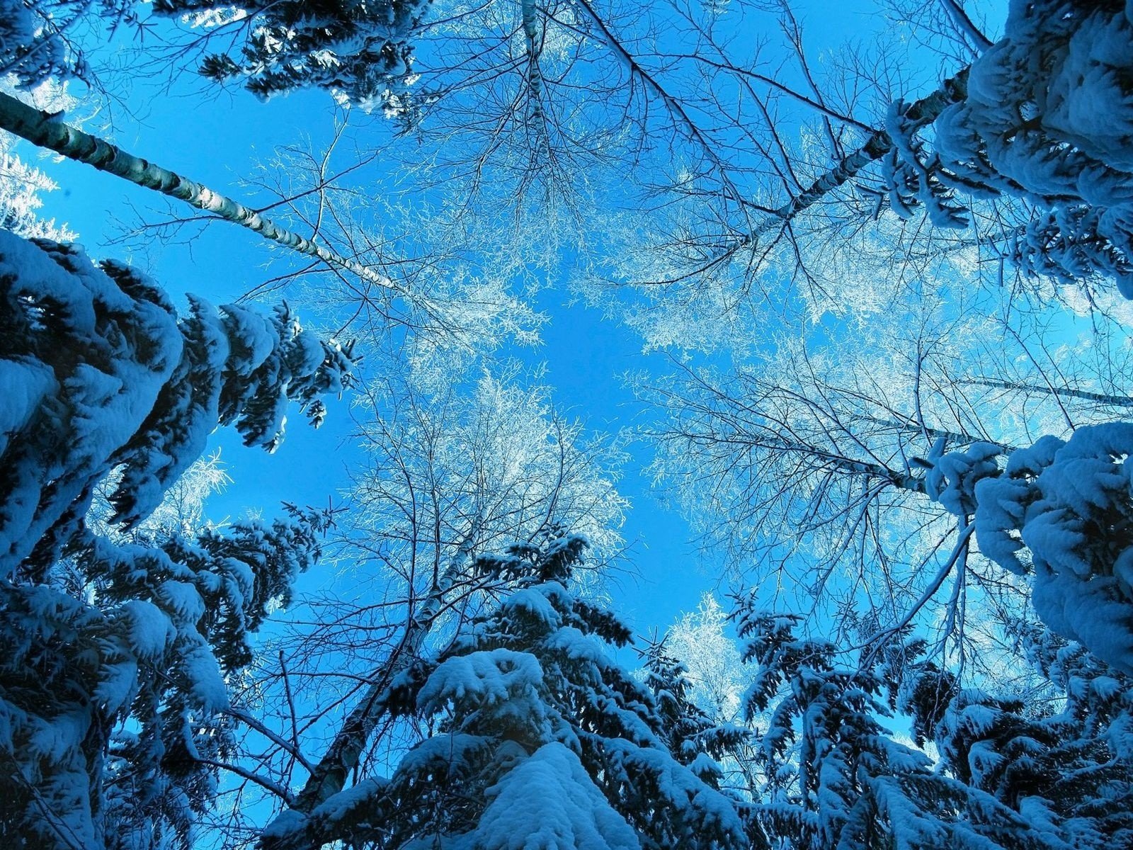 nature Wallpaper