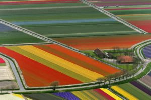 fields, Colored