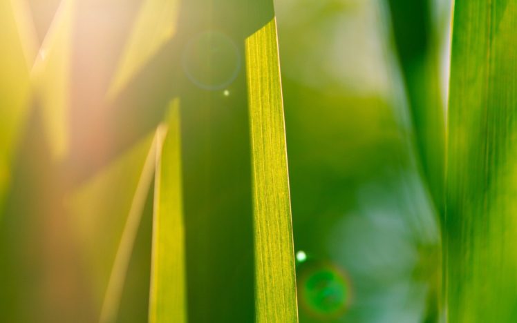 nature, Grass, Sunlight HD Wallpaper Desktop Background