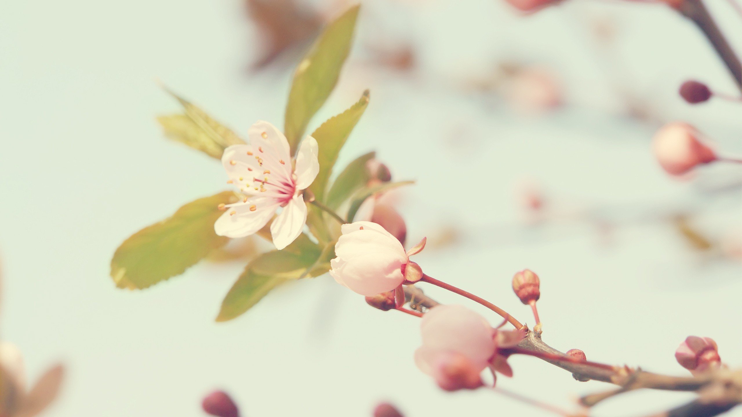 cherry, Blossoms, Plants, Warm, Colors Wallpaper