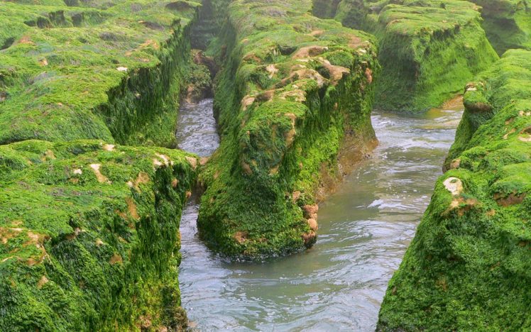 ocean, Landscapes, Seaweed HD Wallpaper Desktop Background