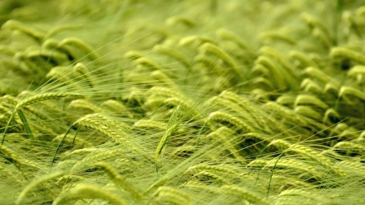 green, Plants HD Wallpaper Desktop Background