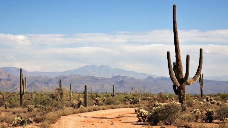 landscapes, Nature, Cactus, Land HD Wallpaper Desktop Background