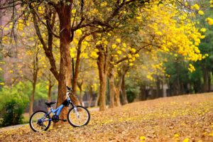 bicycles, Leaves