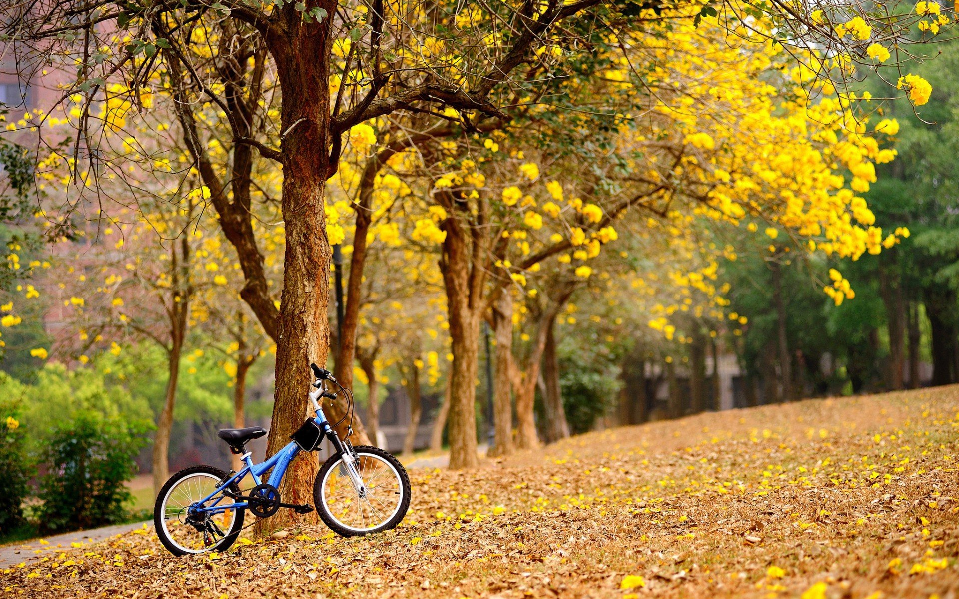 bicycles, Leaves Wallpaper