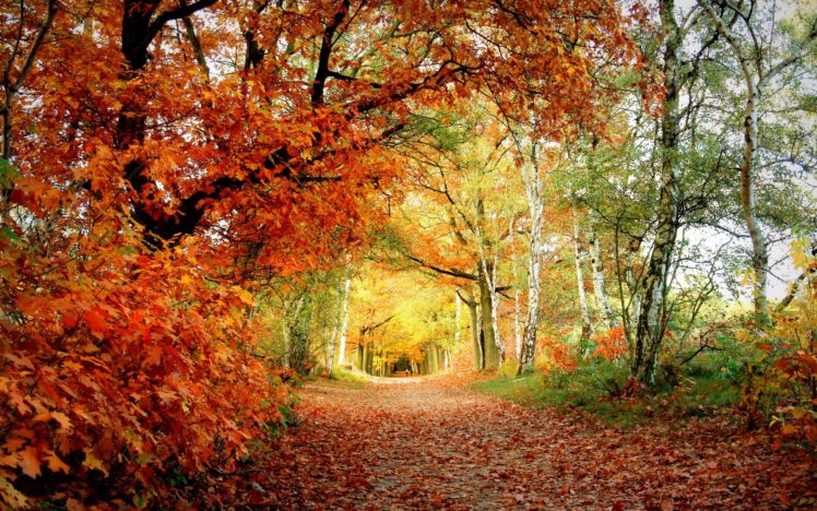 forests, Leaves, Paths, Fallen, Leaves HD Wallpaper Desktop Background