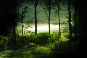 green, Nature, Trees, Forests, Mysteriou
