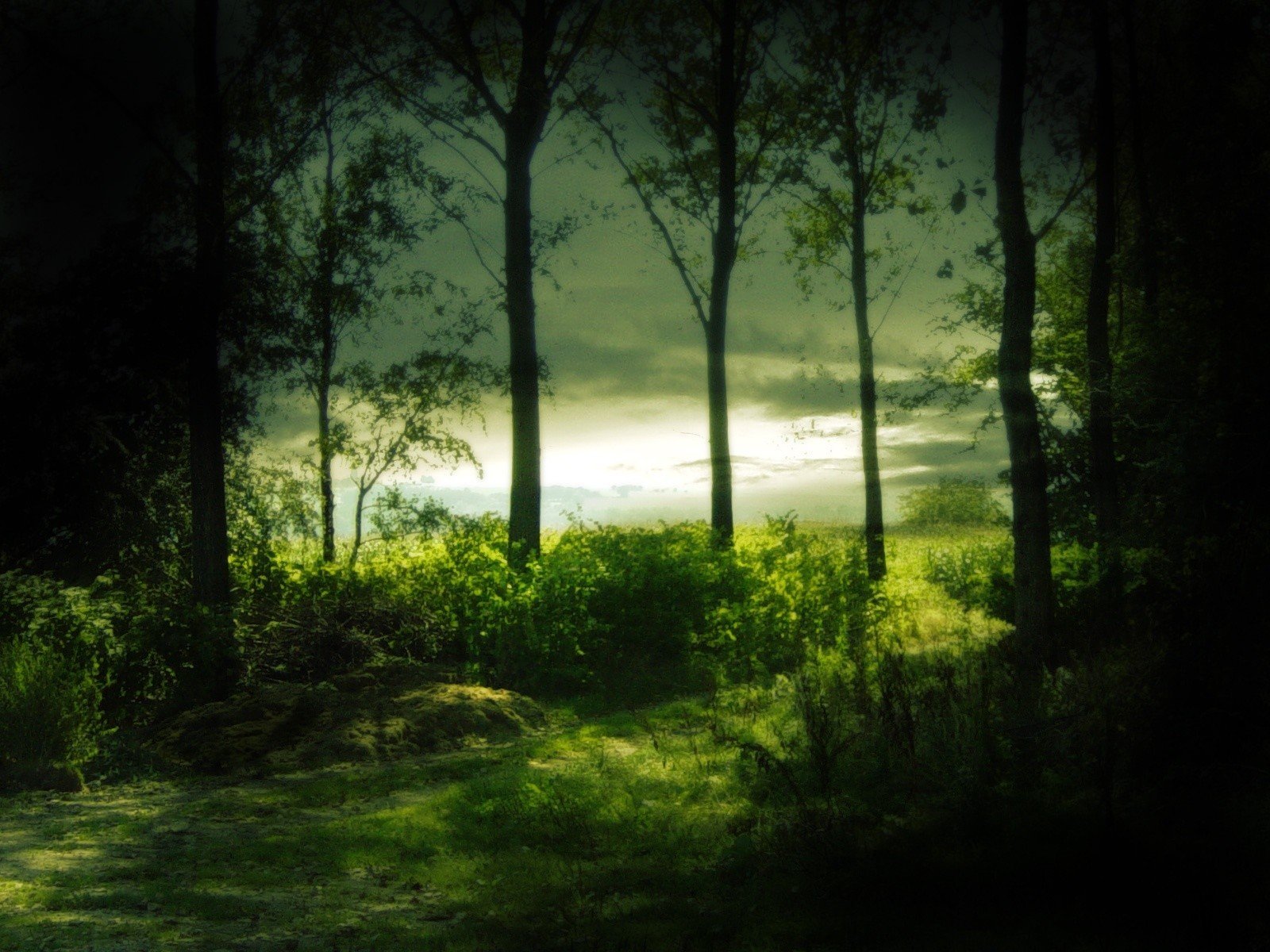 green, Nature, Trees, Forests, Mysteriou Wallpaper