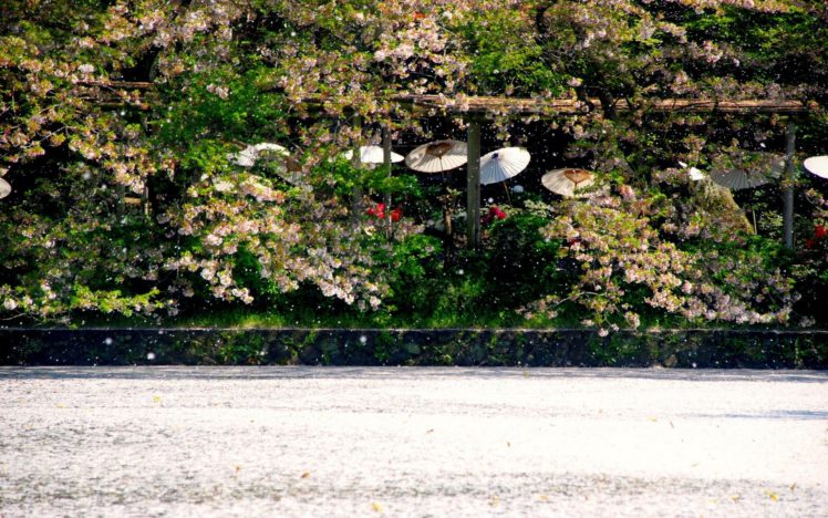 water, Japan, Cherry, Blossoms, Flowers, Spring, Umbrellas HD Wallpaper Desktop Background