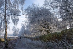 landscapes, Nature, Winter, Snow, Trees, Frost