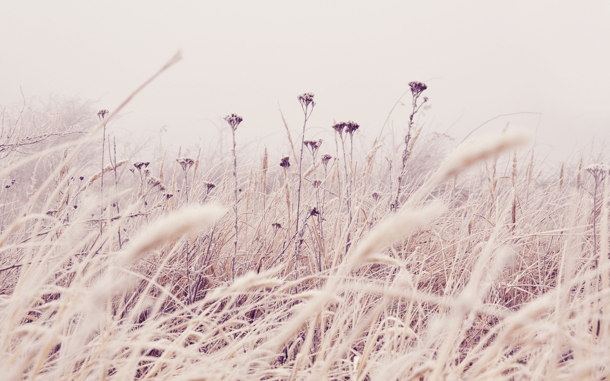 nature, Flowers, Plants, Frost Wallpaper