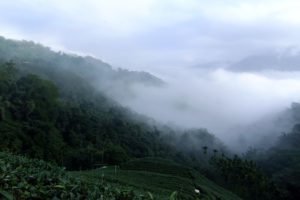 mountains, Clouds, Landscapes, Nature, Tea, Fields, Taiwan