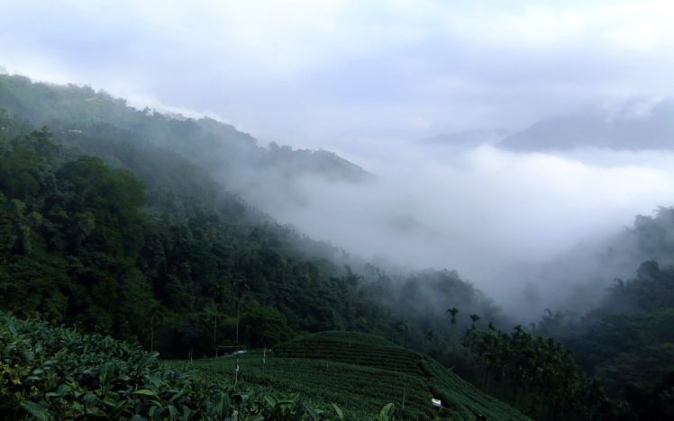 mountains, Clouds, Landscapes, Nature, Tea, Fields, Taiwan HD Wallpaper Desktop Background
