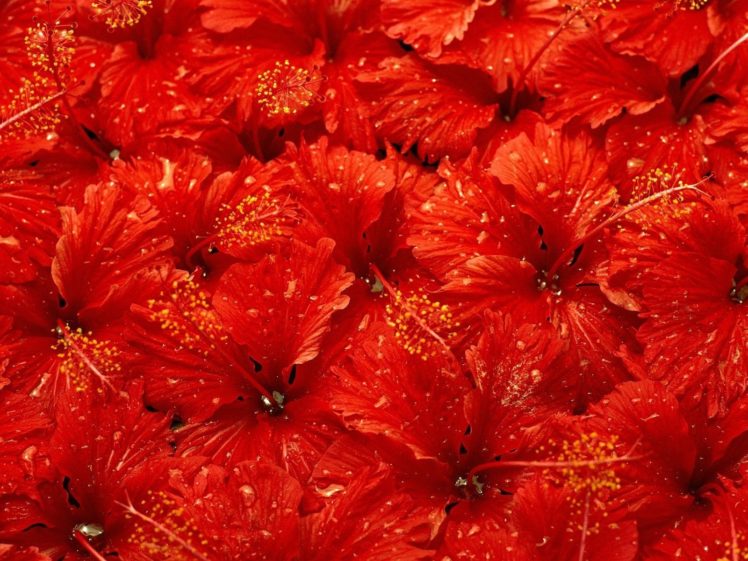 red, Flowers HD Wallpaper Desktop Background
