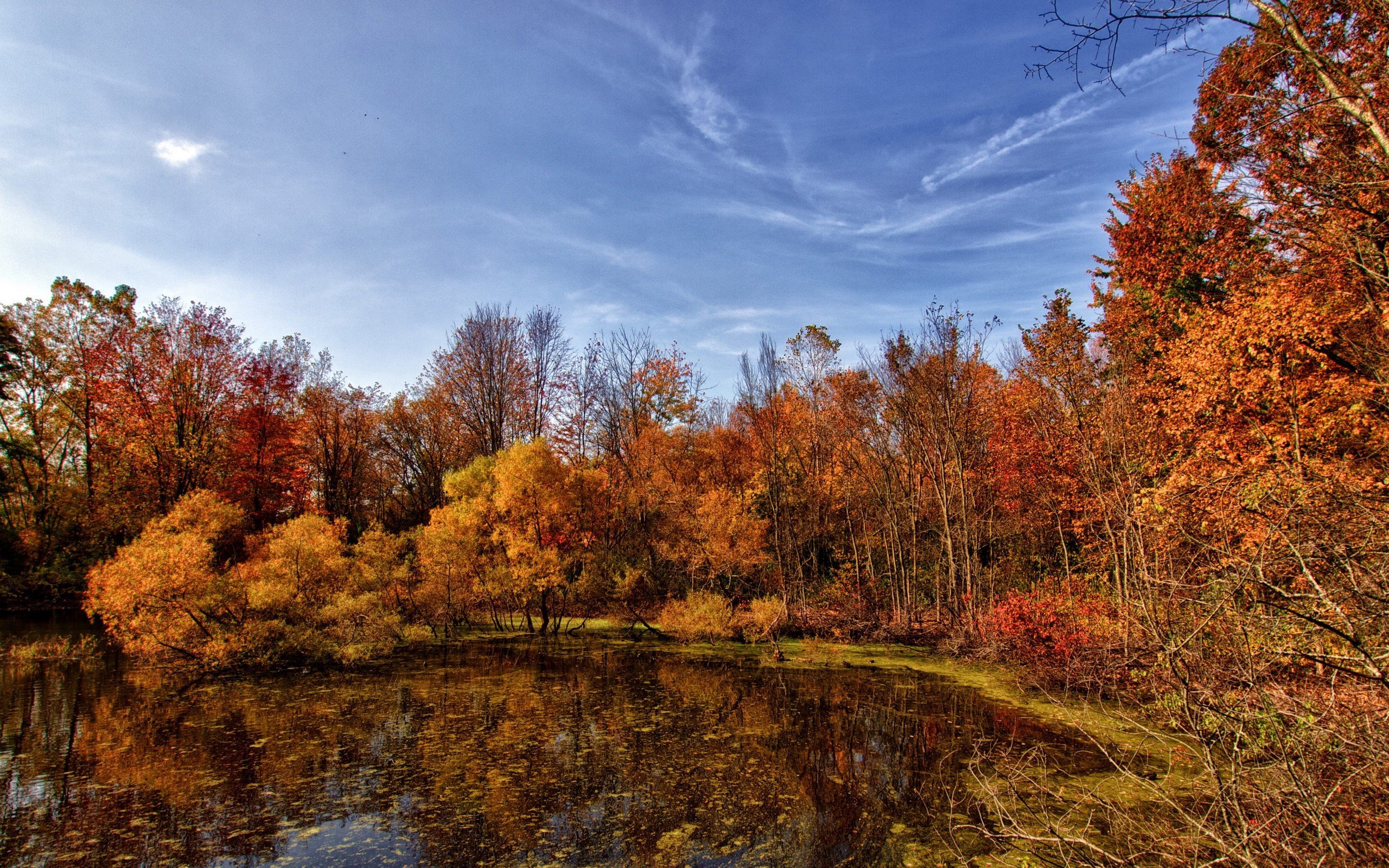 landscapes, Nature, Trees, Land Wallpaper