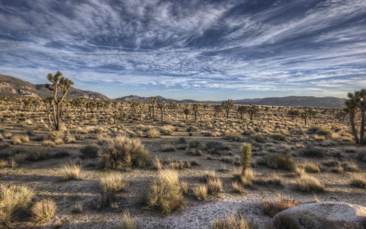 landscapes, Nature, Deserts, California, Joshua, Tree, Skies HD Wallpaper Desktop Background
