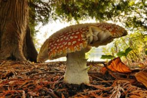 nature, Mushrooms, Fly, Agaric, Mushrooms