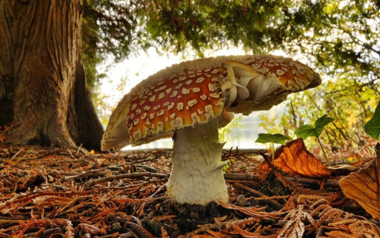 nature, Mushrooms, Fly, Agaric, Mushrooms HD Wallpaper Desktop Background
