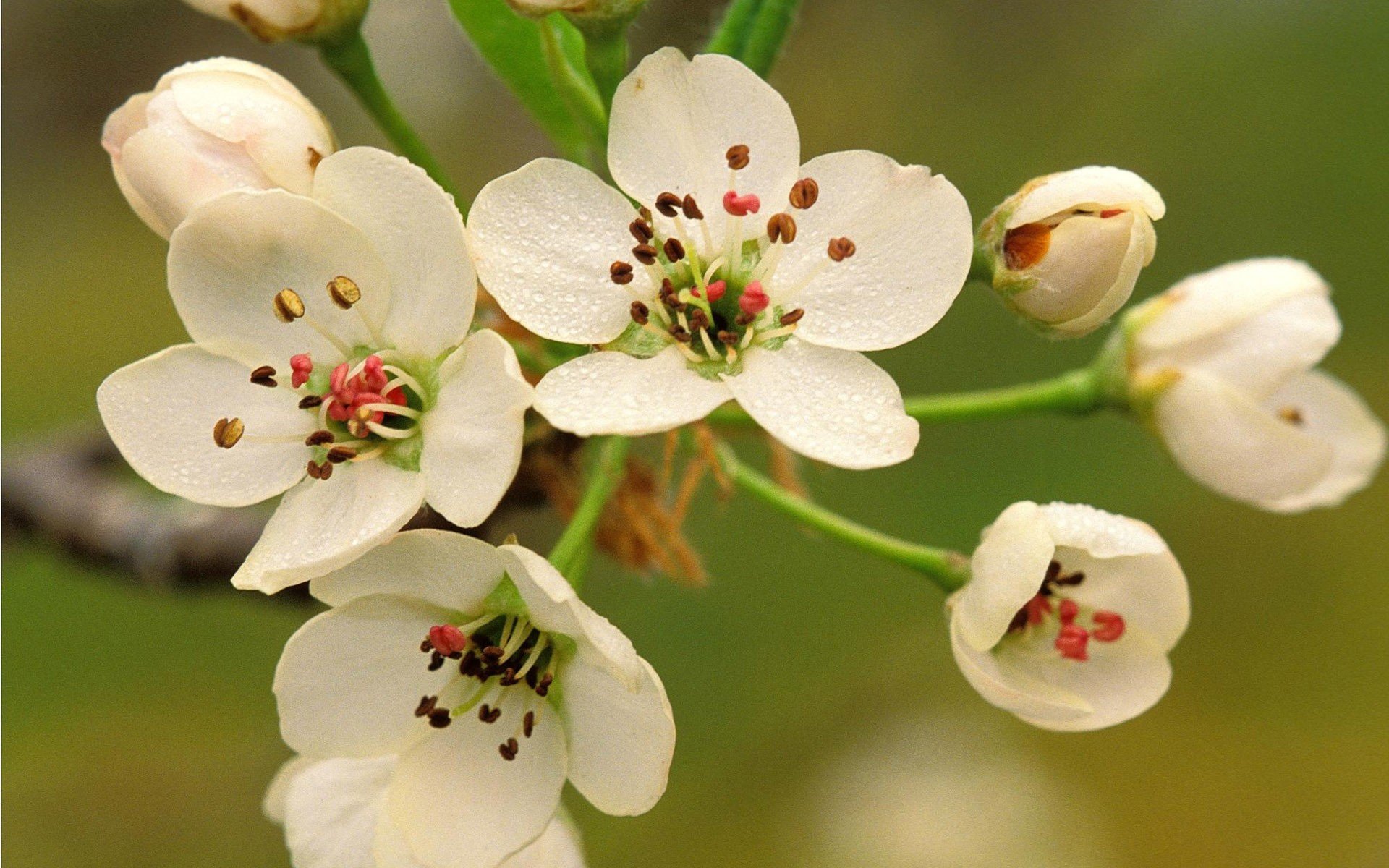 flowers Wallpaper