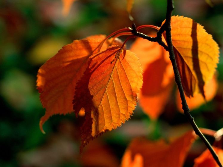 nature, Leaves, Bokeh HD Wallpaper Desktop Background