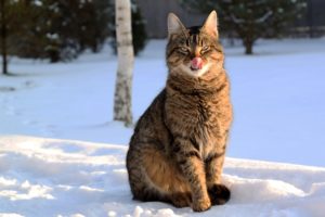 winter, Cats, Animals