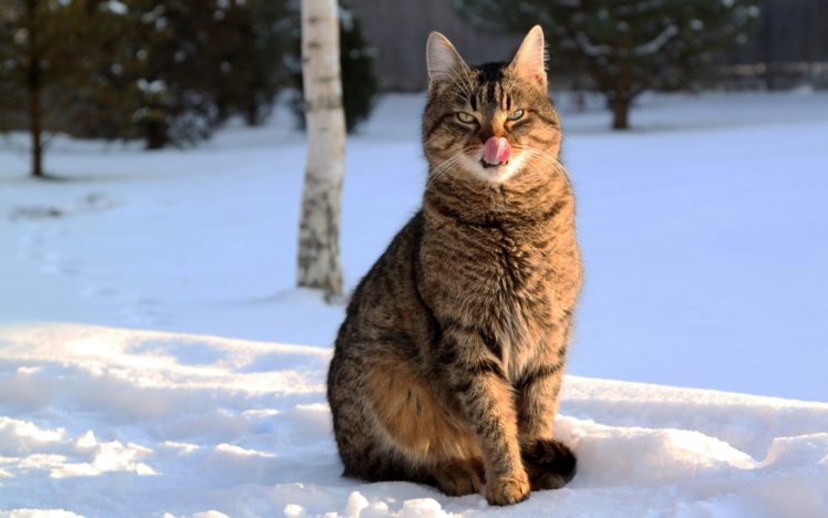 winter, Cats, Animals HD Wallpaper Desktop Background