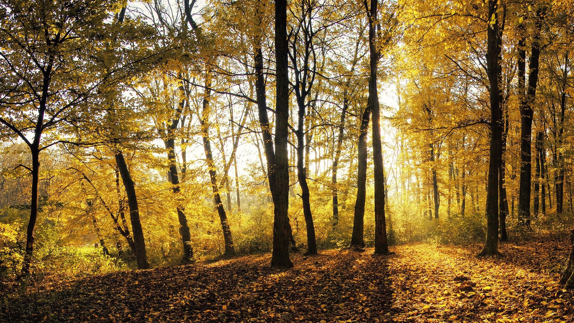 nature Wallpaper