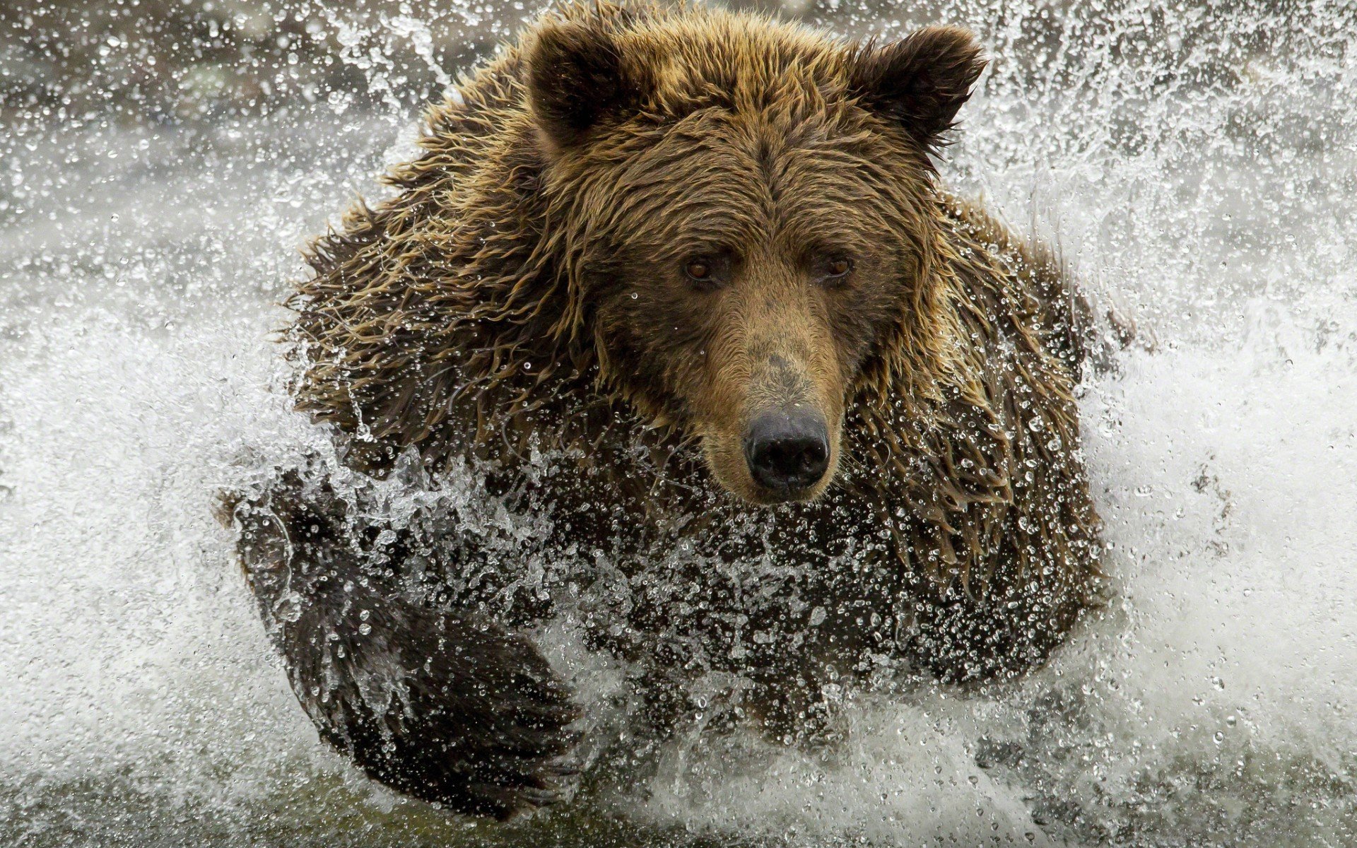 animals, Bears Wallpaper