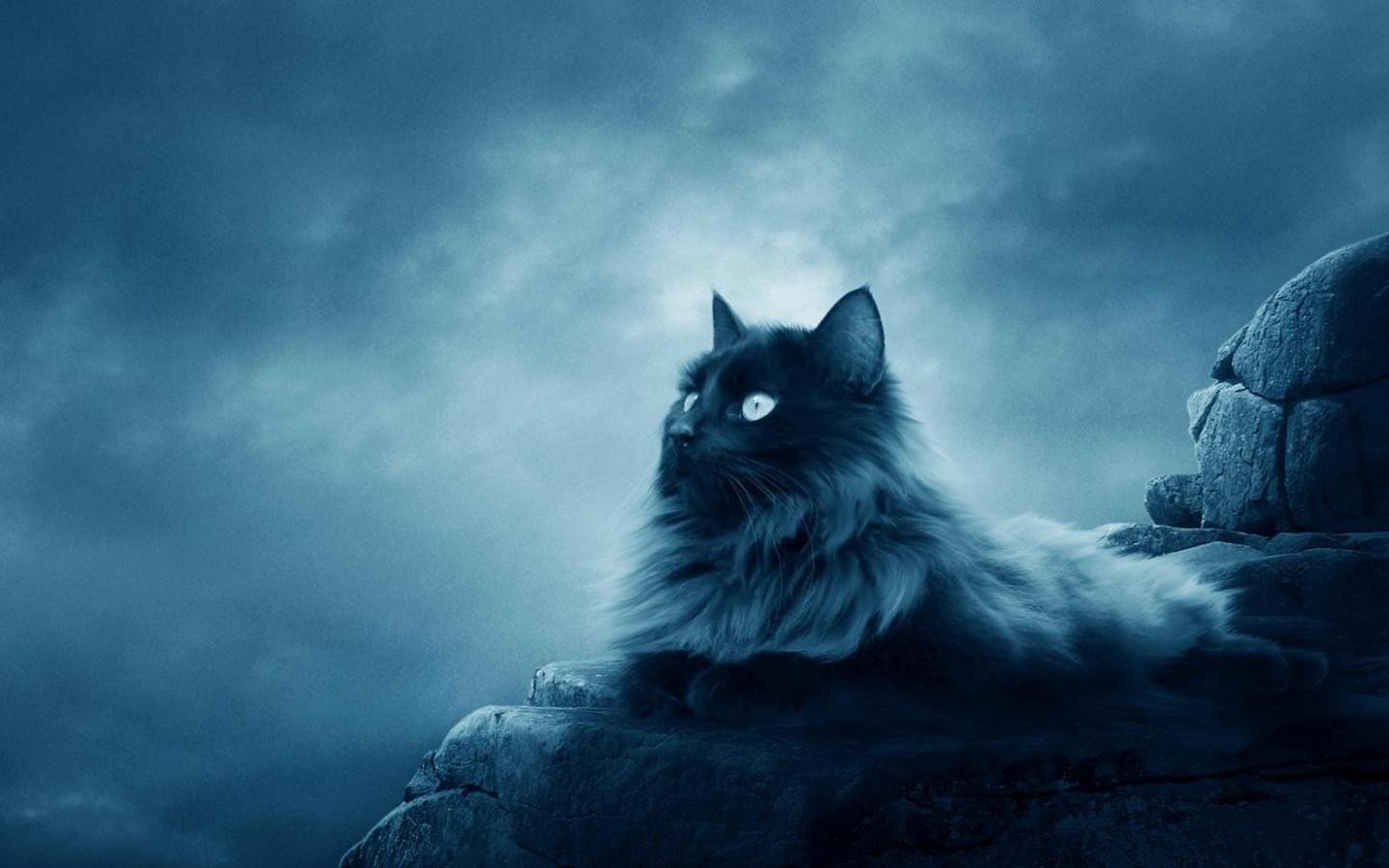 cats, Animals Wallpaper