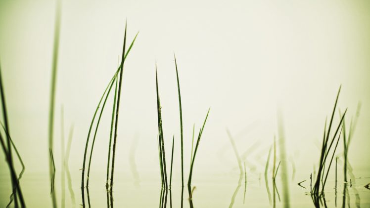 grass, Serene HD Wallpaper Desktop Background