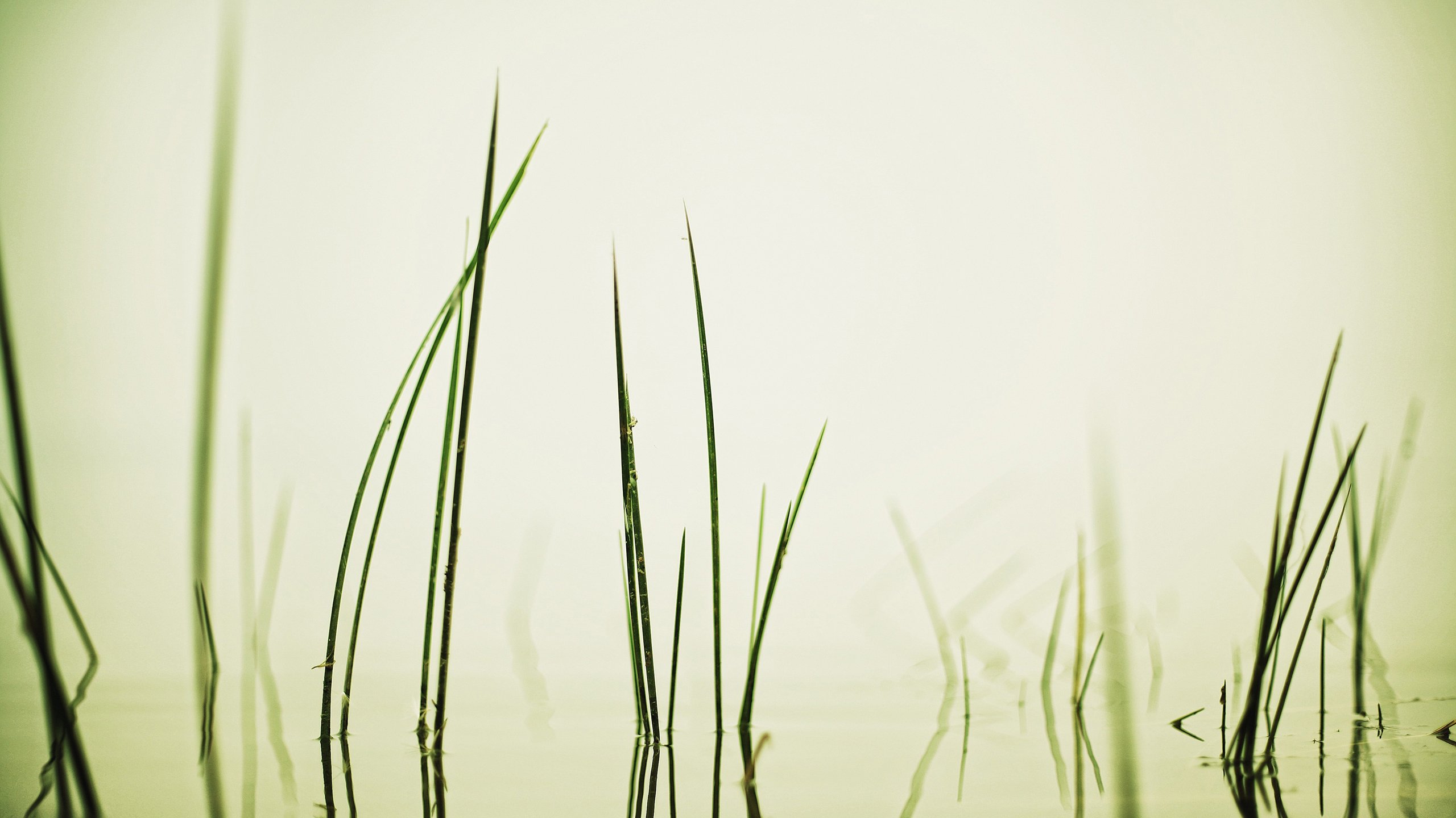 grass, Serene Wallpapers HD / Desktop and Mobile Backgrounds
