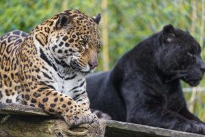 animals, Jaguars, Wild, Cats