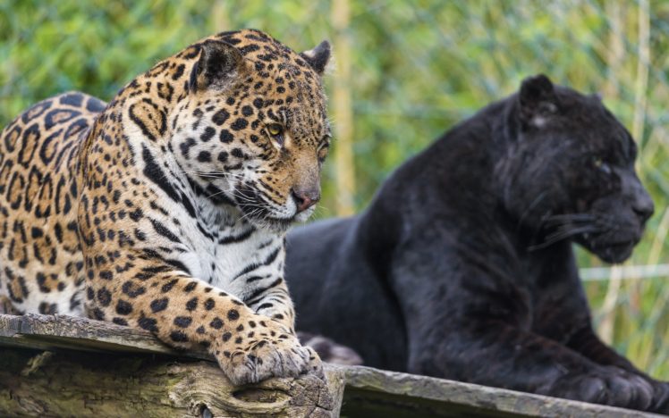 animals, Jaguars, Wild, Cats HD Wallpaper Desktop Background
