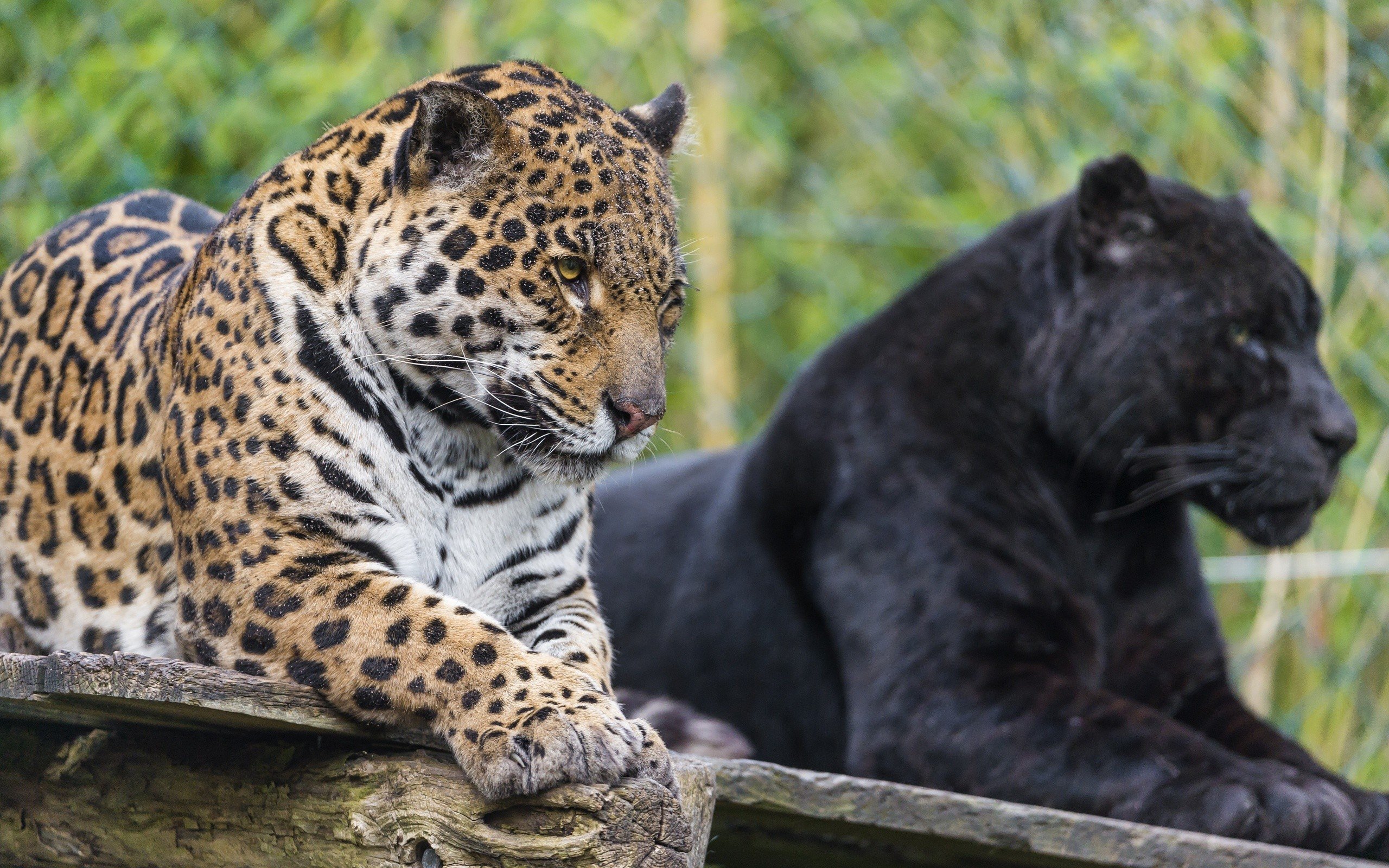 animals, Jaguars, Wild, Cats Wallpaper