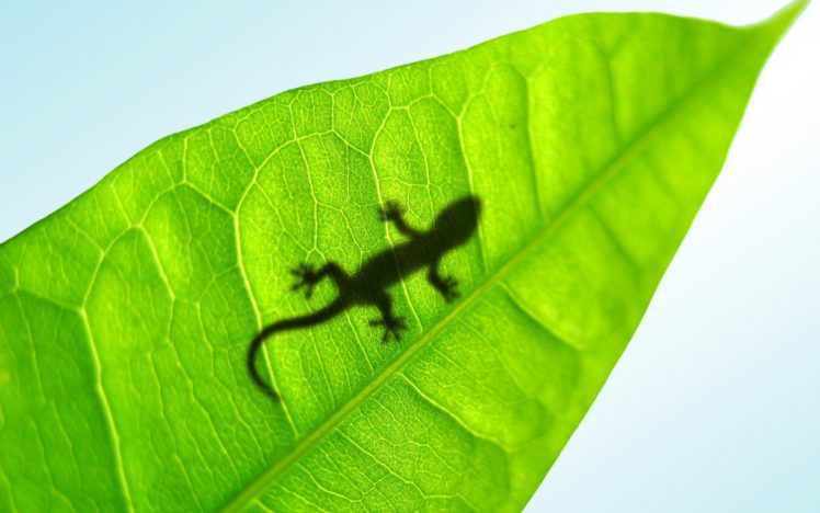 leaf, Animals, Silhouettes, Reptiles HD Wallpaper Desktop Background