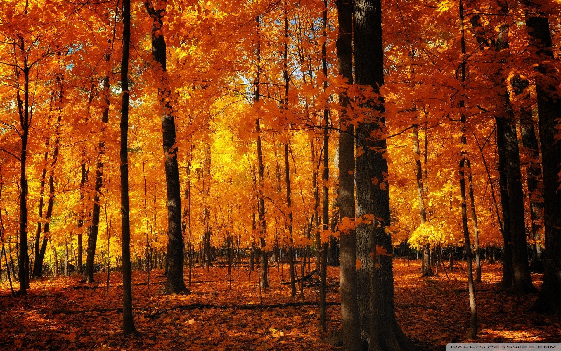 forests, Orange Wallpaper