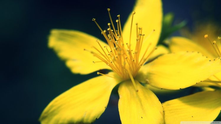 nature, Flowers, Yellow, Flowers HD Wallpaper Desktop Background