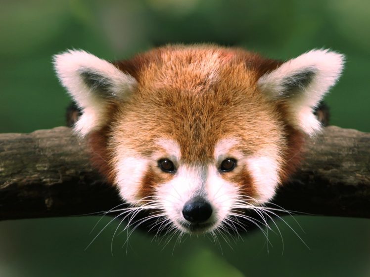 red, Pandas HD Wallpaper Desktop Background