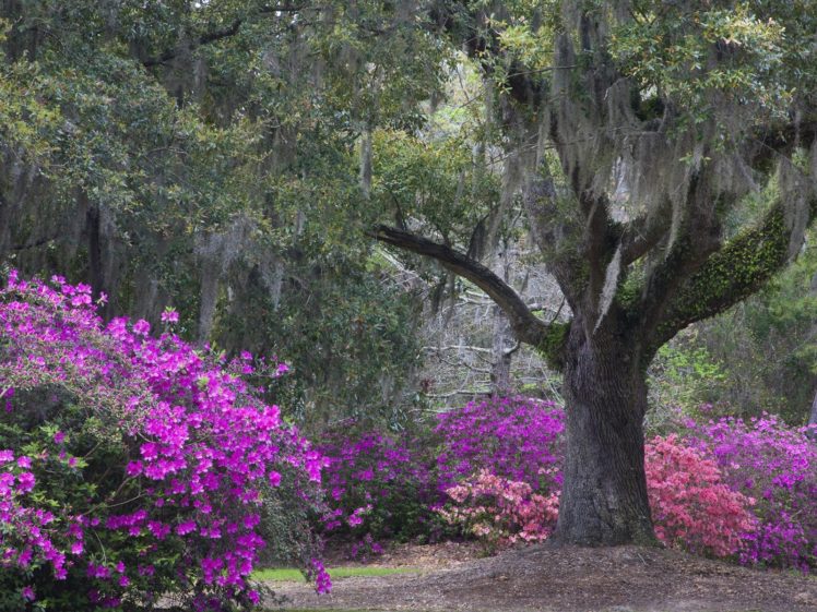 hall, Plantation, Oak HD Wallpaper Desktop Background