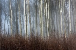 trees, Autumn, Forests, Mist
