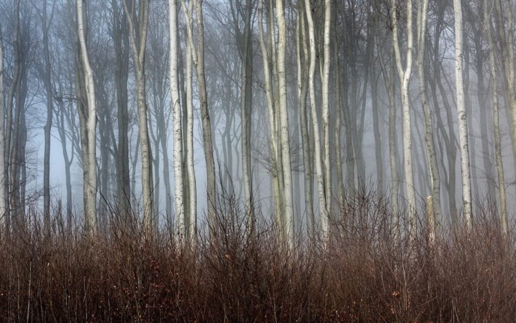 trees, Autumn, Forests, Mist HD Wallpaper Desktop Background